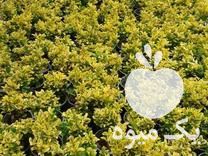 فروش انواع گلهای آپارتمانی و بیرونی در عباس آباد در گروه خرید فروش عمده گیاهان زینتی - گرمسیری آپارتمانی باغچه آب در یکمیوه -عکس1