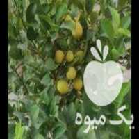 فروش حراج ویژه نهال ها به صورت عمده وجزئی در مرودشت در گروه خرید فروش نهال - انواع گردو پسته بادام سلطانی انگور در یکمیوه