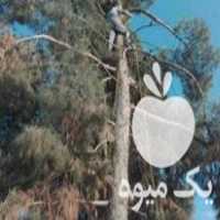 خرید انواع چوب درخت کنده توت چنارکاج سپیدار در محل در مشهد در گروه خرید فروش عمده چوب- زغال چوب گردو تبریزی خام در یکمیوه