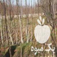 فروش نهالستان شاندیز در مشهد در گروه خرید فروش نهال - انواع گردو پسته بادام سلطانی انگور در یکمیوه