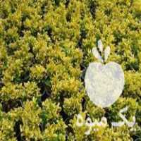 فروش انواع گلهای آپارتمانی و بیرونی در عباس آباد در گروه خرید فروش عمده گیاهان زینتی - گرمسیری آپارتمانی باغچه آب در یکمیوه