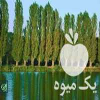 خرید و فروش انواع چوب گردو زردآلو صنوبرو و هر نوع دیگر در ملایر در گروه خرید فروش عمده چوب- زغال چوب گردو تبریزی خام در یکمیوه