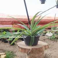 فروش نهال آناناس در اصفهان در گروه خرید فروش نهال - انواع گردو پسته بادام سلطانی انگور در یکمیوه