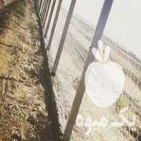 فروش پایه فنس بتنی و تور فنس در سنندج در گروه اسب و الاغ خر و فروش قاطر- ترکمن عربی سفید نر و ماده در یکمیوه