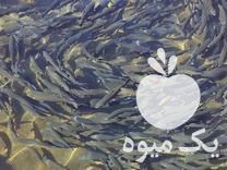 خرید بچه ماهی قزل آلا در اصفهان در گروه ماهی قزل آلا - سالمون خال قرمز خرید و فروش دریا پرورشی در یکمیوه -عکس1