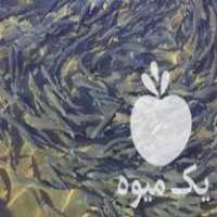 خرید بچه ماهی قزل آلا در اصفهان در گروه ماهی قزل آلا - سالمون خال قرمز خرید و فروش دریا پرورشی در یکمیوه