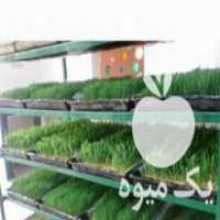 فروش علوفه هیدروپونیک در تهران در گروه خوراک دام و طیور - پرواری شیری علوفه یونجه در یکمیوه