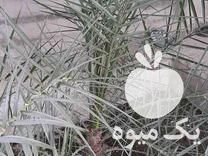 فروش نهال نخل خرما شش ساله ریشه داخل زمین در جویبار در گروه خرید فروش نهال - انواع گردو پسته بادام سلطانی انگور در یکمیوه -عکس1