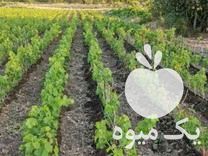 فروش نهالستان انگور صادقی در ارومیه در گروه خرید فروش نهال - انواع گردو پسته بادام سلطانی انگور در یکمیوه -عکس1