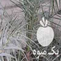 فروش نهال نخل خرما شش ساله ریشه داخل زمین در جویبار در گروه خرید فروش نهال - انواع گردو پسته بادام سلطانی انگور در یکمیوه