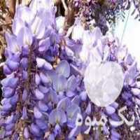 فروش نهال گل گیلیسین رونده خوشه انگوری در ساری در گروه خرید فروش نشا - انواع گوجه برنج کاهو پیاز کاری فرنگی در یکمیوه