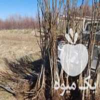 فروش نهال گردو  ، مو انگور  ، گلابی در اراک در گروه خرید فروش نهال - انواع گردو پسته بادام سلطانی انگور در یکمیوه