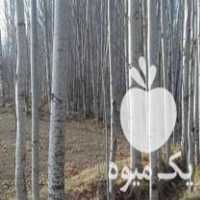 خرید و فروش عمده انواع چوب و تخته در مراغه در گروه خرید فروش عمده چوب- زغال چوب گردو تبریزی خام در یکمیوه