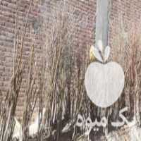 فروش انواع نهال نوا در مراغه در گروه خرید فروش نهال - انواع گردو پسته بادام سلطانی انگور در یکمیوه