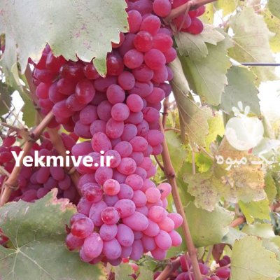 آگهی مشابه مجموع نهالستان مهندس منصورمهدیزاده تولید وفروش انواع نهالهای خاص در لواسان در گروه خرید فروش نهال - انواع گردو پسته بادام سلطانی انگور در یکمیوه