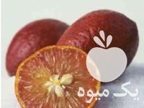 فروش انواع نهال های مرکبات اصلاح نژاد شده در مازندران در گروه خرید فروش نهال - انواع گردو پسته بادام سلطانی انگور در یکمیوه -عکس1