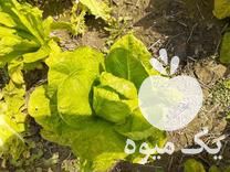 فروش کاهو محلی در رامیان در گروه خرید فروش عمده کاهو - رسمی پیچ سالادی فرانسوی چینی قرمز در یکمیوه -عکس1