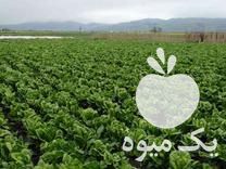 فروش کاهو سفید روغنی کیلو چهار هزار در مینودشت در گروه خرید فروش عمده کاهو - رسمی پیچ سالادی فرانسوی چینی قرمز در یکمیوه -عکس1