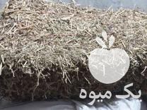 فروش پرس نخود فرنگی در بیجار در گروه خرید فروش عمده نخود - فرنگی خام سبز فروش عمده در یکمیوه -عکس1