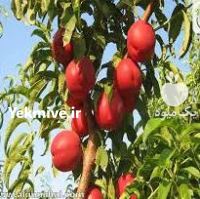 آگهی مشابه نهال گردو بادام هلو نهالستان مهدیزاده در کرج در گروه خرید فروش نهال - انواع گردو پسته بادام سلطانی انگور در یکمیوه