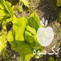 فروش کاهو محلی در رامیان در گروه خرید فروش عمده کاهو - رسمی پیچ سالادی فرانسوی چینی قرمز در یکمیوه