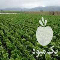 فروش کاهو سفید روغنی کیلو چهار هزار در مینودشت در گروه خرید فروش عمده کاهو - رسمی پیچ سالادی فرانسوی چینی قرمز در یکمیوه