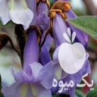 فروش پالونیا نهال در ساری در گروه خرید فروش نهال - انواع گردو پسته بادام سلطانی انگور در یکمیوه