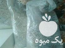 فروش بذر قارچ گندم استریل در تهران در گروه خرید فروش بذر - انواع محصول کشاورزی گوجه کتان میوه درخت در یکمیوه -عکس1