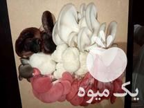 فروش بذر قارچ های خوراکی و گندم استریل در تهران در گروه خرید فروش بذر - انواع محصول کشاورزی گوجه کتان میوه درخت در یکمیوه -عکس1