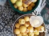 فروش ضایعات سیب در اصفهان در گروه محصولات ترشی - گل کلم مخلوط لیته هفت بیجار در یکمیوه -عکس1