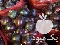 فروش تخم پیاز اناری در میاندوآب در گروه خرید فروش عمده پیاز - قرمز سفید زرد ترشی تازه انباری در یکمیوه -عکس1