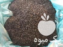 فروش تضمینی بذر پیاز فلات طلایی از نوع زرگان در آشخانه در گروه خرید فروش عمده پیاز - قرمز سفید زرد ترشی تازه انباری در یکمیوه -عکس1