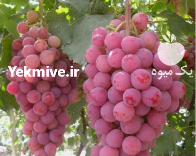 آگهی مشابه نهال انگوردوساله تضمینی در ابهر در گروه خرید فروش نهال - انواع گردو پسته بادام سلطانی انگور در یکمیوه