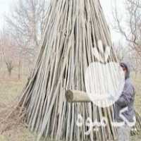 فروش پایا یا هاچای درختان بارده مخصوصا سیب در ارومیه در گروه خرید فروش عمده سیب - زرد و قرمز گلاب پاییزه در یکمیوه