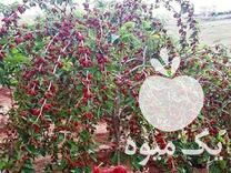 فروش توت سفیدقرمز توت موزی در میاندوآب در گروه خرید فروش عمده توت - خرید شاتوت سفید طلایی موزی قرمز در یکمیوه -عکس1