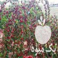 فروش توت سفیدقرمز توت موزی در میاندوآب در گروه خرید فروش عمده توت - خرید شاتوت سفید طلایی موزی قرمز در یکمیوه