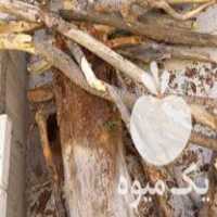 خرید و فروش چوب هیزم تنه شاخه هرس قطع درخت در تهران در گروه خرید فروش عمده چوب- زغال چوب گردو تبریزی خام در یکمیوه