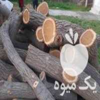 خرید انواع چوب در جویبار در گروه خرید فروش عمده چوب- زغال چوب گردو تبریزی خام در یکمیوه