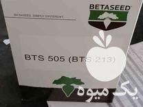 فروش بذر چغندر قند سمنتا و 505 در اصفهان در گروه خرید فروش بذر - انواع محصول کشاورزی گوجه کتان میوه درخت در یکمیوه -عکس1