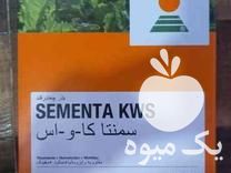 فروش بذر چغندر قند سمنتا و 505 اصل2021 در پردیس در گروه خرید فروش بذر - انواع محصول کشاورزی گوجه کتان میوه درخت در یکمیوه -عکس1