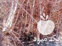 فروش قلمه درختچه زرشک نهال در اژیه در گروه خرید فروش نهال - انواع گردو پسته بادام سلطانی انگور در یکمیوه -عکس1