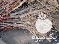 فروش انواع نهال عمده در نشتیفان در گروه خرید فروش نهال - انواع گردو پسته بادام سلطانی انگور در یکمیوه -عکس1