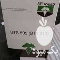 فروش بذر چغندر قند سمنتا و 505 در اصفهان در گروه خرید فروش بذر - انواع محصول کشاورزی گوجه کتان میوه درخت در یکمیوه