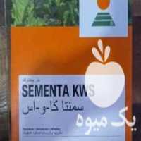 فروش بذر چغندر قند سمنتا و 505 اصل2021 در پردیس در گروه خرید فروش بذر - انواع محصول کشاورزی گوجه کتان میوه درخت در یکمیوه