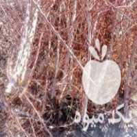 فروش قلمه درختچه زرشک نهال در اژیه در گروه خرید فروش نهال - انواع گردو پسته بادام سلطانی انگور در یکمیوه