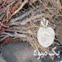 فروش انواع نهال عمده در نشتیفان در گروه خرید فروش نهال - انواع گردو پسته بادام سلطانی انگور در یکمیوه