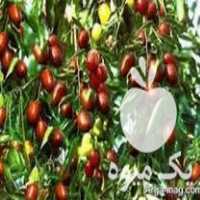 فروش نهال عناب درشت پرریشه وزرشک بیدانه در سمنان در گروه خرید فروش نهال - انواع گردو پسته بادام سلطانی انگور در یکمیوه