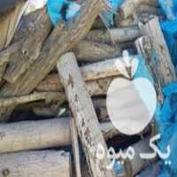 فروش چوب گردو تنه درخت از 10 سانت تا 38 سانت در هشتگرد در گروه خرید فروش عمده چوب- زغال چوب گردو تبریزی خام در یکمیوه