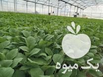 فروش نشا گوجه و بادمجان آماده انتقال به زمین در پیشوا در گروه خرید فروش نشا - انواع گوجه برنج کاهو پیاز کاری فرنگی در یکمیوه -عکس1