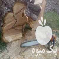 خرید چوب خشک سقفی چنار ودرختان میوه ریشه آنها در شاهین دژ در گروه خرید فروش عمده چوب- زغال چوب گردو تبریزی خام در یکمیوه